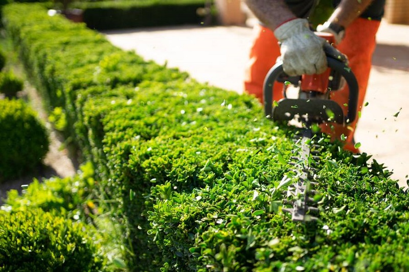Hedge Maintenance Tips