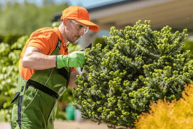 Garden Restoration Service