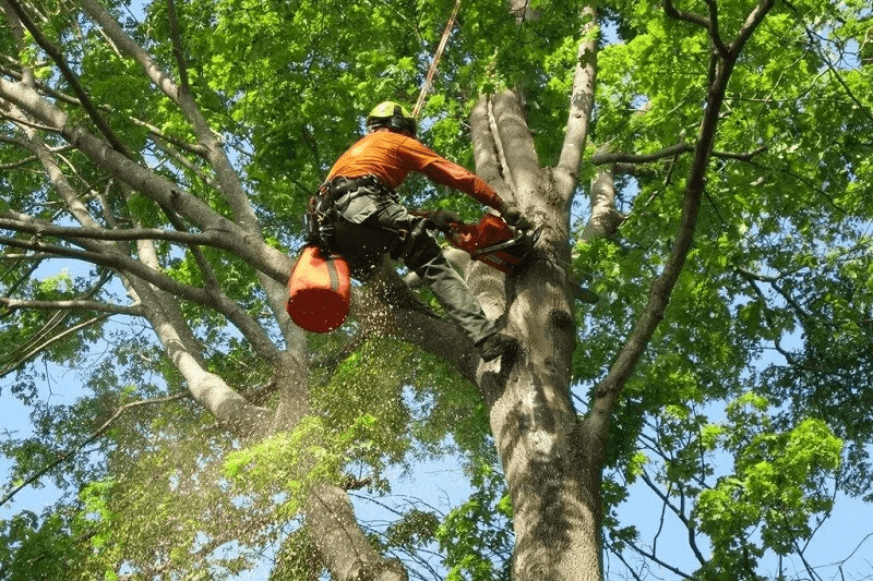 Nazscapes Professional Tree Care in Hornsby