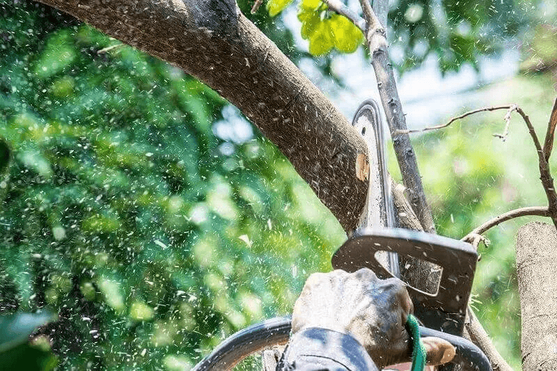 Tree Services in Hornsby